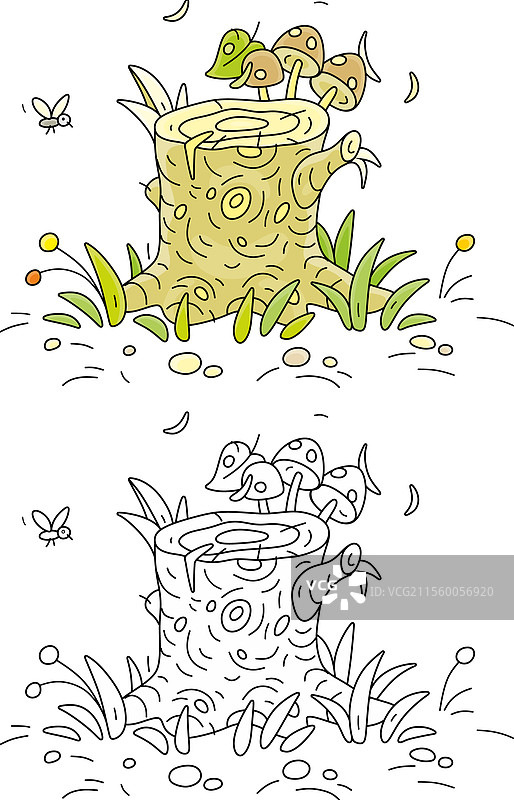树桩上的蘑菇图片素材