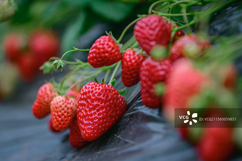 成熟的草莓特写图片素材