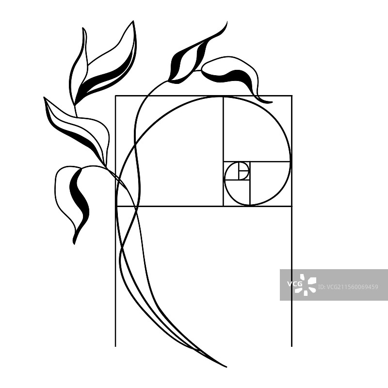 带有植物元素的黄金比例螺旋图片素材