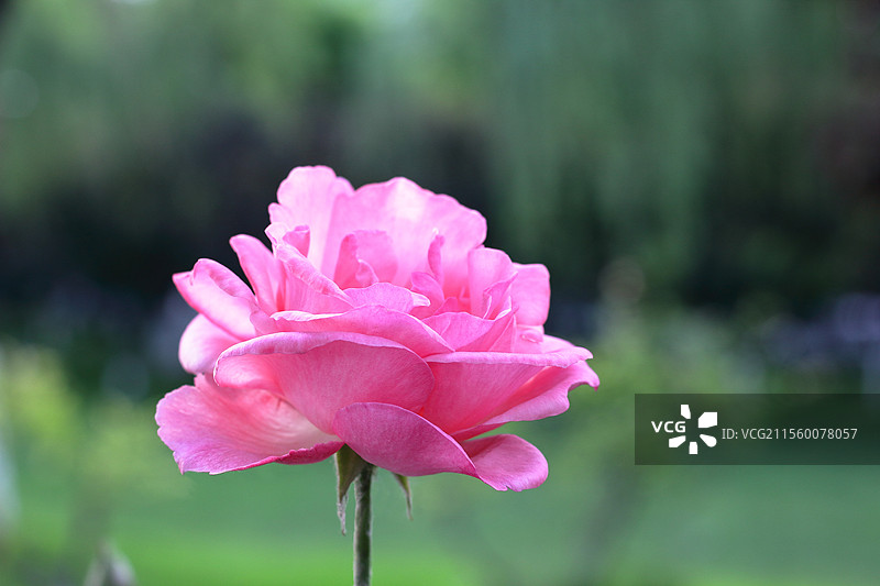 一朵直立的粉红色的月季花图片素材