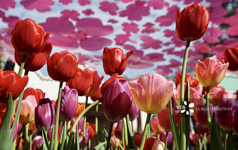 郁金香图片素材