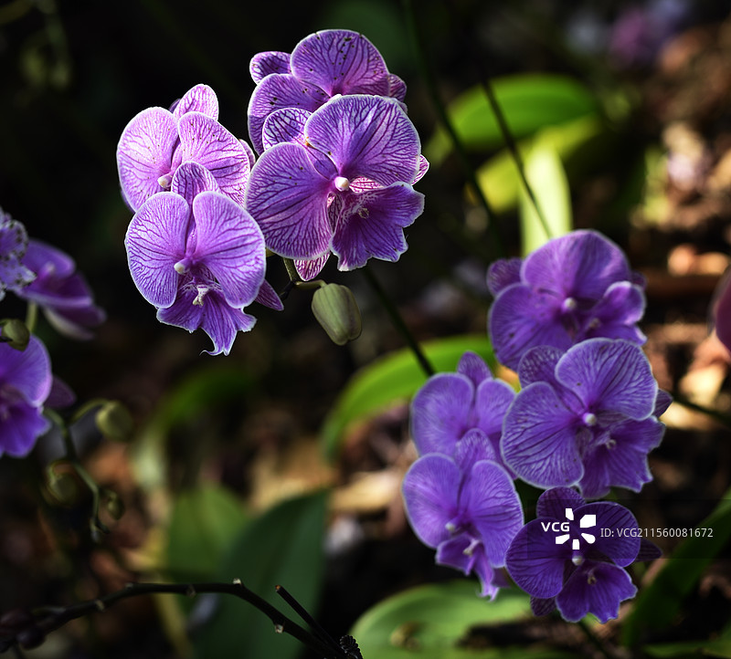 海南万宁兴隆热带植物园兰花图片素材
