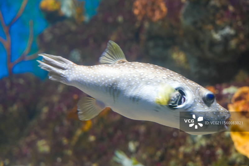 珍珠狗头鱼白点河豚图片素材