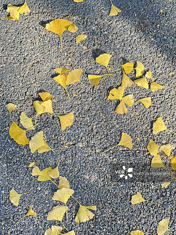 银杏落叶图片素材