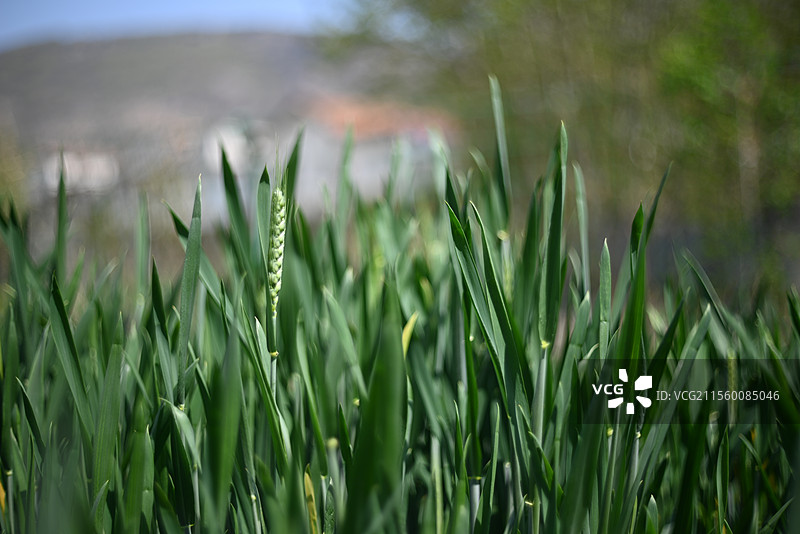 春天麦田了麦苗绿意浓图片素材