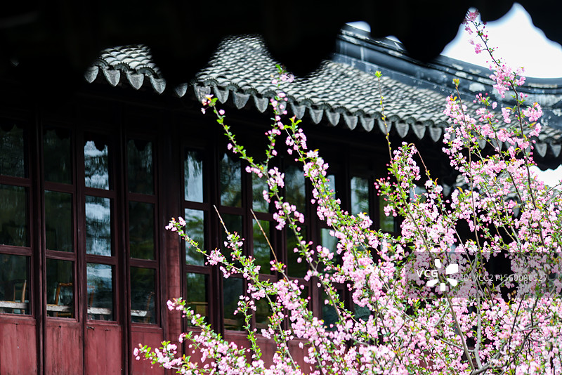 春天苏州园林之留园古典私家园林风光五峰仙馆楠木厅冠云峰等组图图片素材