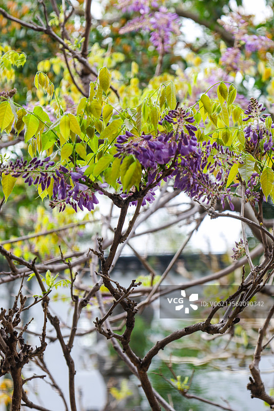 苏州古典园林之网师园春天里的花木组图图片素材
