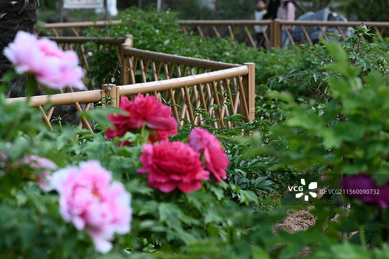 牡丹花 盛开牡丹 公园牡丹 春季花卉 国花 中国传统花卉图片素材