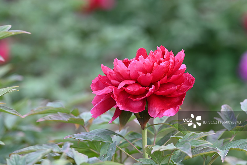 牡丹花 盛开牡丹 公园牡丹 春季花卉 国花 中国传统花卉图片素材