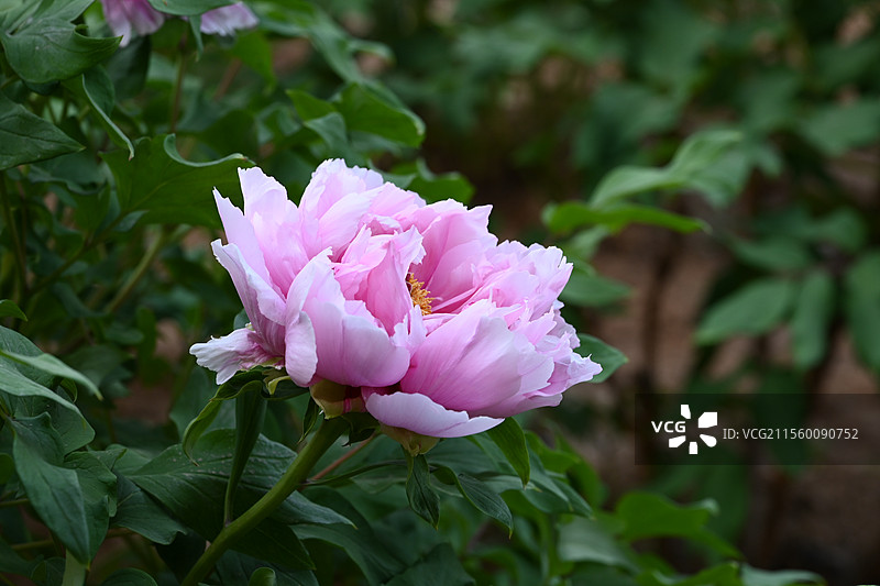 牡丹花 盛开牡丹 公园牡丹 春季花卉 国花 中国传统花卉图片素材