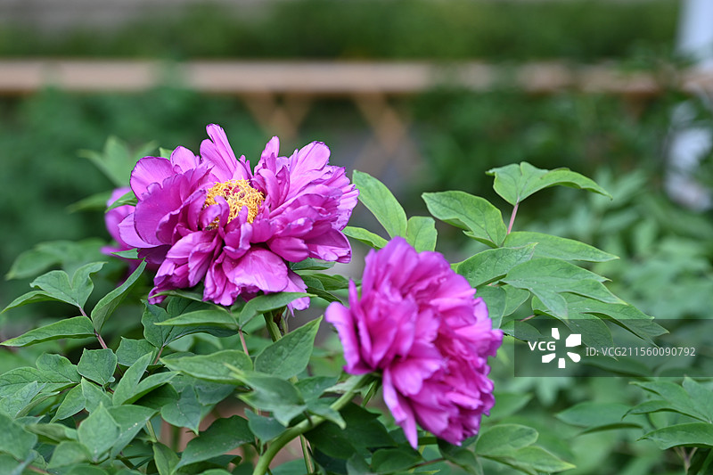 牡丹花 盛开牡丹 公园牡丹 春季花卉 国花 中国传统花卉图片素材