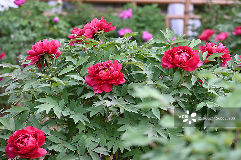 牡丹花 盛开牡丹 公园牡丹 春季花卉 国花 中国传统花卉图片素材