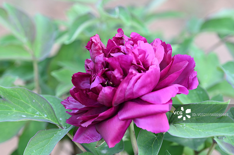 牡丹花 盛开牡丹 公园牡丹 春季花卉 国花 中国传统花卉图片素材