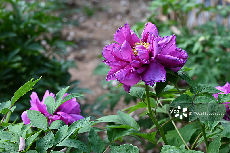 牡丹花 盛开牡丹 公园牡丹 春季花卉 国花 中国传统花卉图片素材