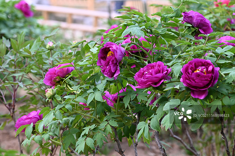 牡丹花 盛开牡丹 公园牡丹 春季花卉 国花 中国传统花卉图片素材