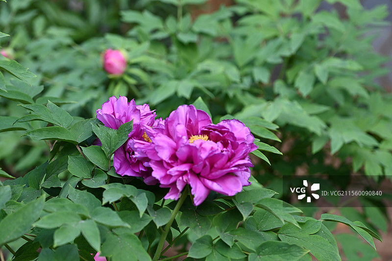 牡丹花 盛开牡丹 公园牡丹 春季花卉 国花 中国传统花卉图片素材