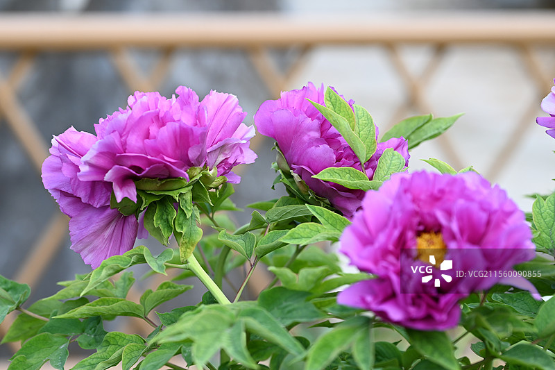 牡丹花 盛开牡丹 公园牡丹 春季花卉 国花 中国传统花卉图片素材