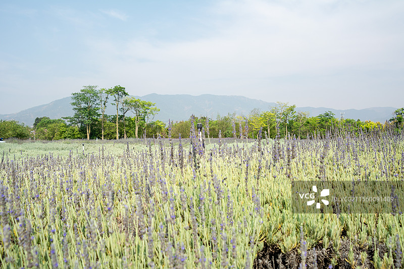云南抚仙湖风光  湖边的薰衣草图片素材
