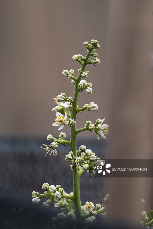 一枝黄皮果花图片素材