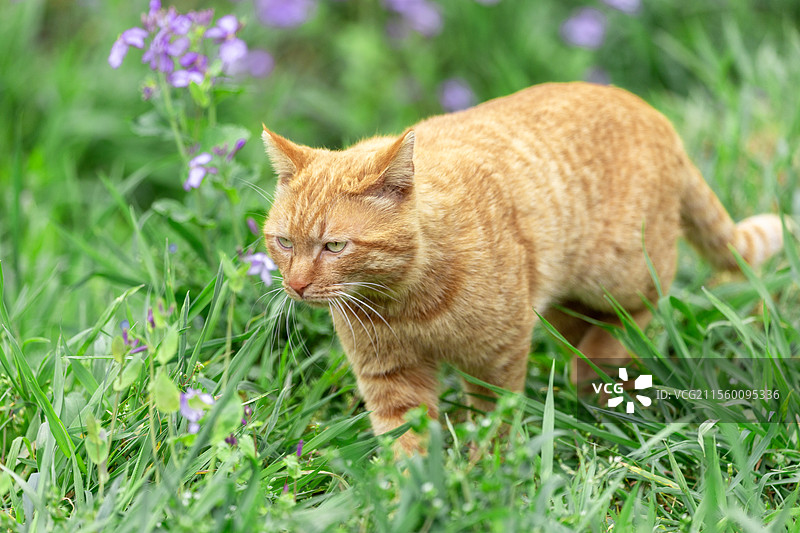 橘色的猫 橘猫图片素材