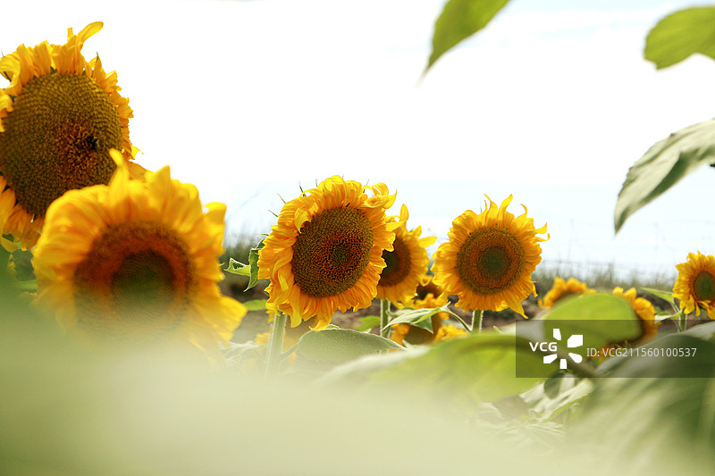 向日葵图片素材