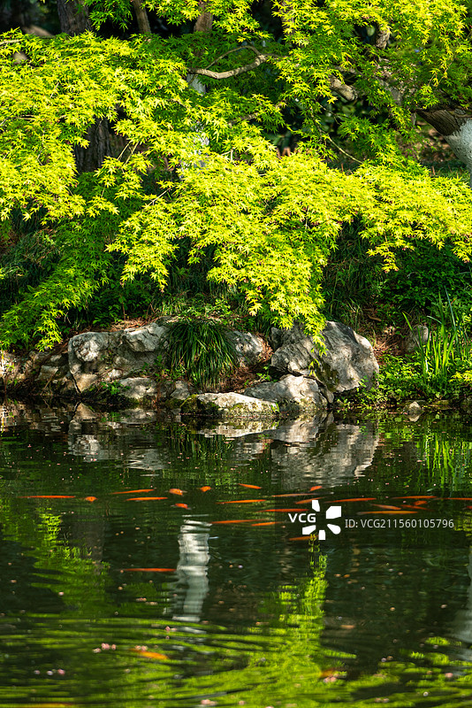 杭州西湖园林风光图片素材