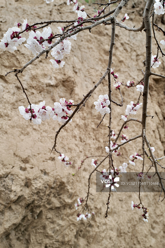 春天黄土高原上盛开的杏花图片素材
