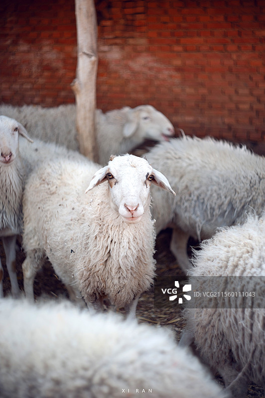 绵羊图片素材