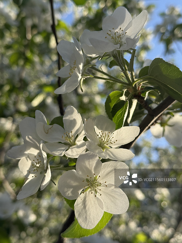 阳光下的八棱海棠花图片素材