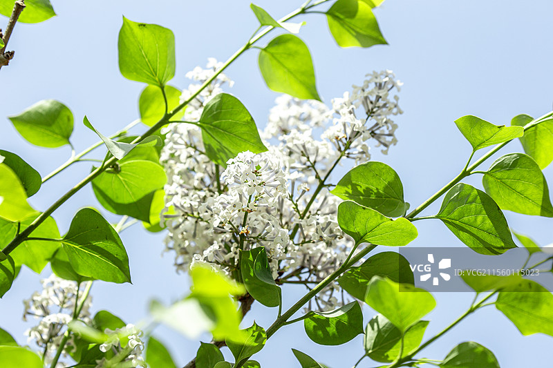 白丁香图片素材