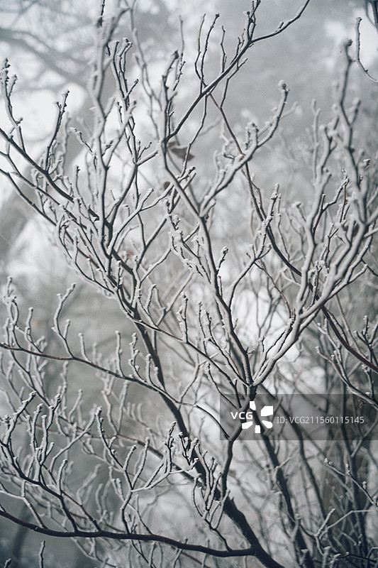 江西九江庐山风景区的雾凇图片素材