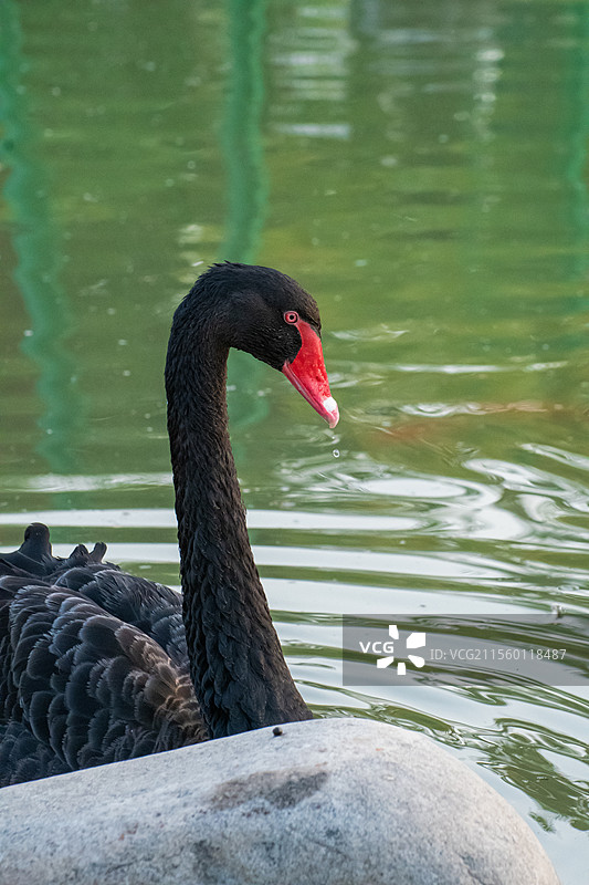 西北农林科技大学黑白天鹅图片素材