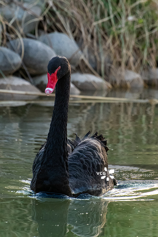 西北农林科技大学黑白天鹅图片素材
