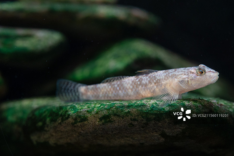 李氏虾虎鱼微距特写图片素材