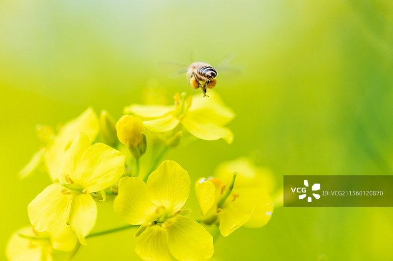唯美油菜花图片素材