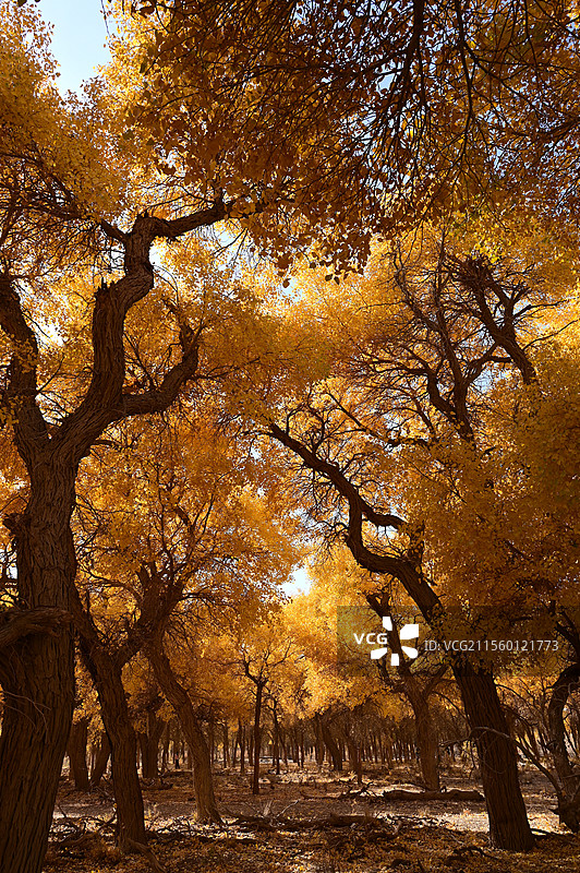 内蒙古额济纳金色胡杨林的秋日童话图片素材
