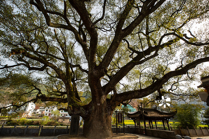 婺源虹关千年古樟图片素材