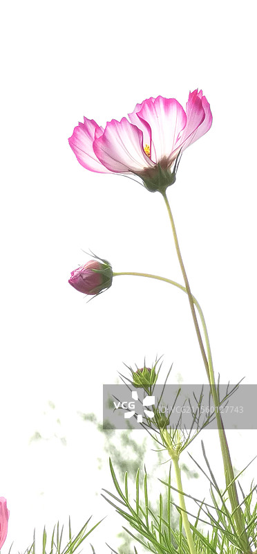 《路边小野花》（1）—— 合肥市肥东县石长路给点阳光就灿烂！图片素材