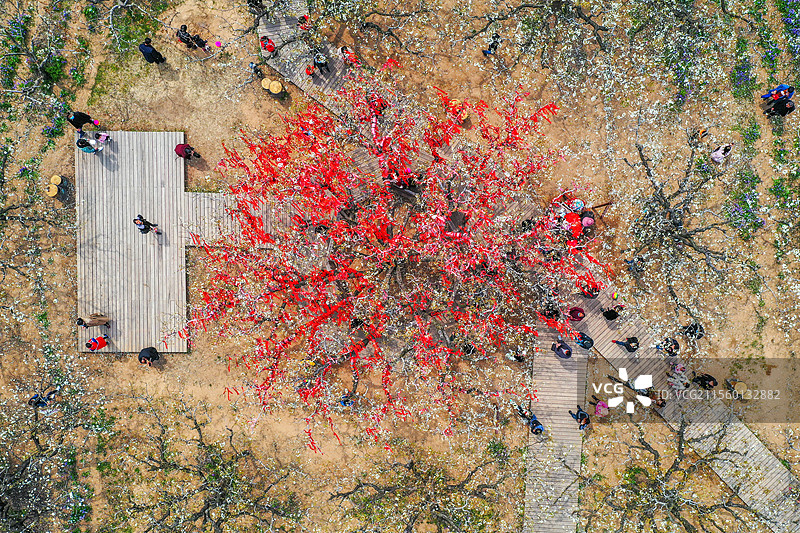 披满红绸的梨树王+安徽省宿州市砀山县良梨镇梨树王景区图片素材