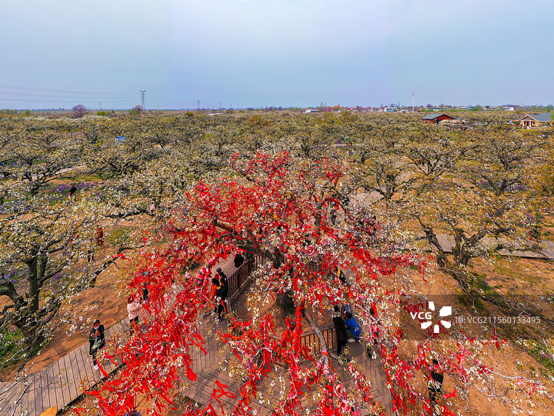 三百年的梨树王+安徽省宿州市砀山县良梨镇梨树王景区图片素材