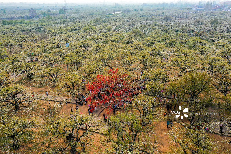 万花丛中的梨树王+安徽省宿州市砀山县良梨镇梨树王景区图片素材