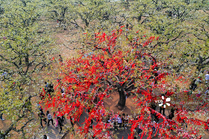 乌龙披雪+安徽省宿州市砀山县良梨镇梨树王景区图片素材