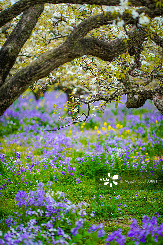遒劲的百年老梨树+安徽省宿州市砀山县良梨镇梨树王景区图片素材
