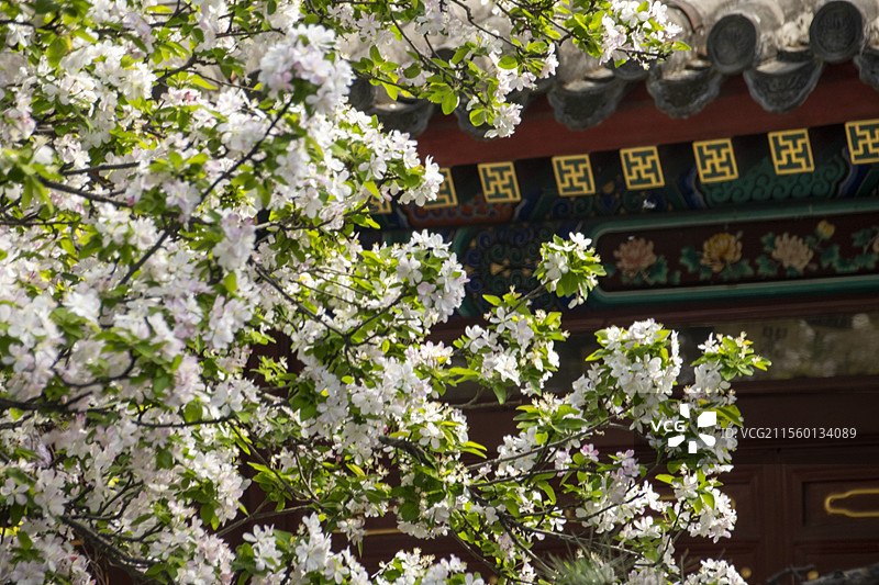 北京法源寺的春天花卉图片素材