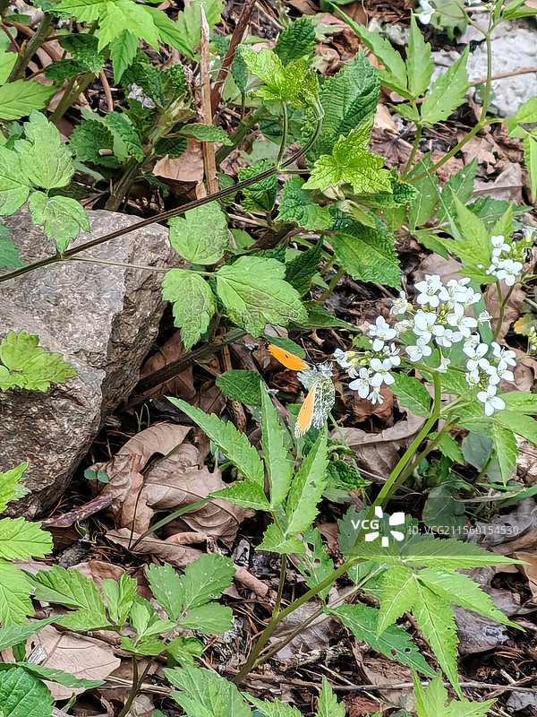 浙北大峡谷花朵上的白色蝴蝶图片素材