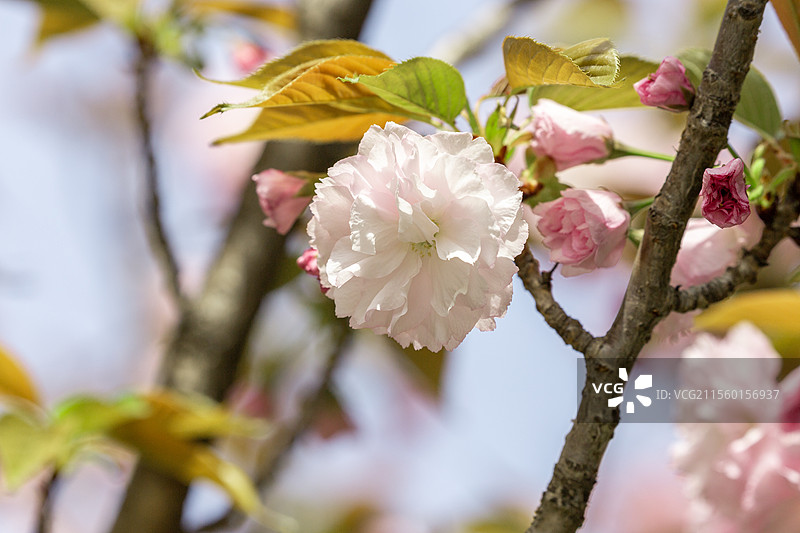 重瓣樱花图片素材
