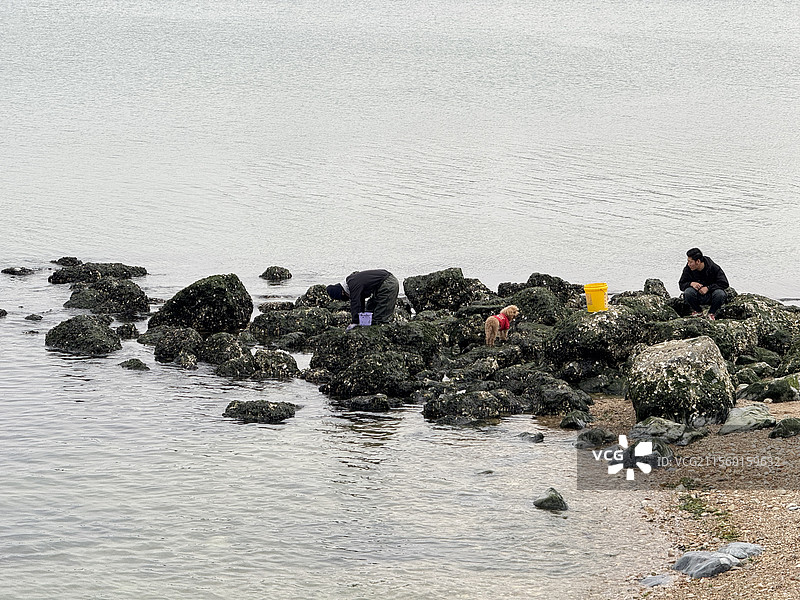 大连 世界和平公园 赶海图片素材