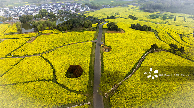南京高淳国际慢城吕村油菜花图片素材