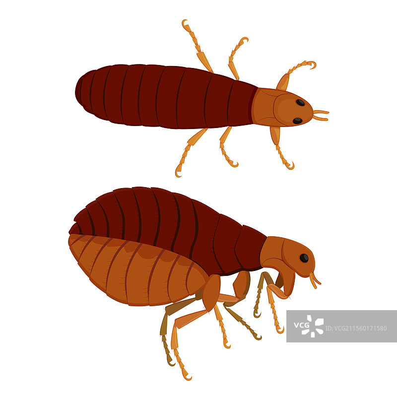 跳蚤 昆虫 害虫 寄生虫 俯视和侧视图图片素材