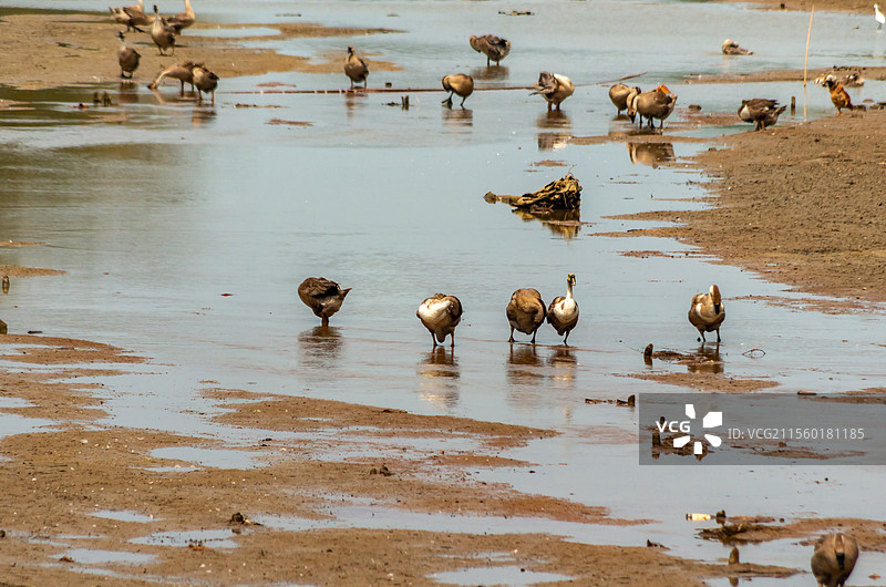 广西合浦县党江镇海边饲养的海鸭图片素材